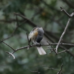 Myiagra rubecula at Majura, ACT - suppressed