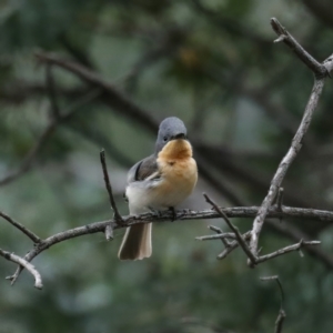 Myiagra rubecula at Majura, ACT - suppressed