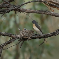 Myiagra rubecula at Majura, ACT - 4 Feb 2021