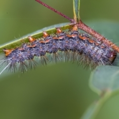 Epicoma melanospila (Black Spot Moth) at Acton, ACT - 3 Feb 2021 by WHall