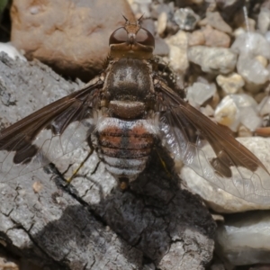 Balaana sp. (genus) at Acton, ACT - 3 Feb 2021