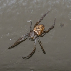 Plebs eburnus (Eastern bush orb-weaver) at Acton, ACT - 3 Feb 2021 by WHall