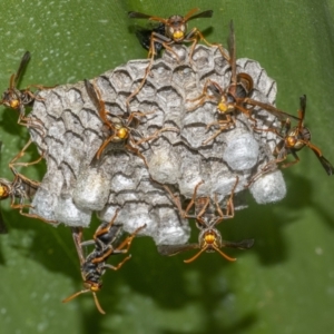 Polistes (Polistella) humilis at Acton, ACT - 3 Feb 2021