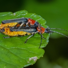 Chauliognathus tricolor (Tricolor soldier beetle) at Acton, ACT - 3 Feb 2021 by WHall