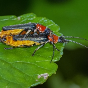 Chauliognathus tricolor at Acton, ACT - 3 Feb 2021