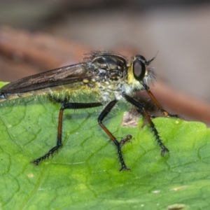 Zosteria rosevillensis at Acton, ACT - 3 Feb 2021