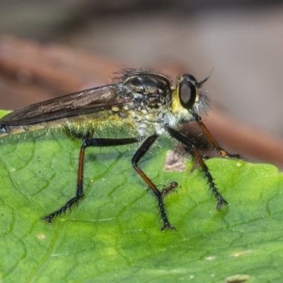Zosteria rosevillensis (A robber fly) at Acton, ACT - 3 Feb 2021 by WHall
