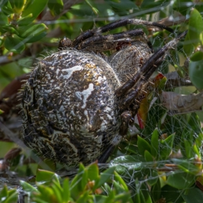 Backobourkia sp. (genus) (An orb weaver) at ANBG - 3 Feb 2021 by WHall