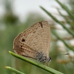 Prosotas felderi (Short-tailed Line-blue) at Murrumbateman, NSW - 5 Feb 2021 by SimoneC