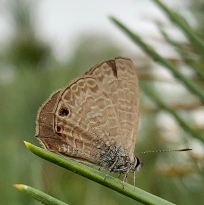 Prosotas felderi (Short-tailed Line-blue) at Murrumbateman, NSW - 5 Feb 2021 by SimoneC