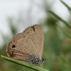 Prosotas felderi at Murrumbateman, NSW - 5 Feb 2021