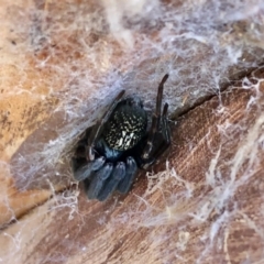 Badumna insignis at Aranda, ACT - 6 Feb 2021