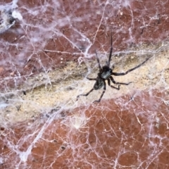 Badumna insignis (Black House Spider) at Aranda, ACT - 6 Feb 2021 by KMcCue