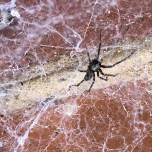 Badumna insignis at Aranda, ACT - 6 Feb 2021 02:24 PM