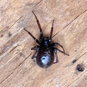 Steatoda grossa at Aranda, ACT - 6 Feb 2021 02:26 PM