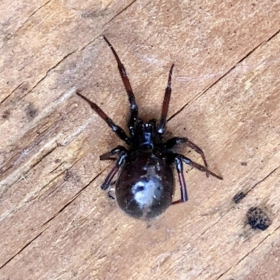 Steatoda grossa (Cupboard or Brown house spider) at Aranda, ACT - 6 Feb 2021 by KMcCue