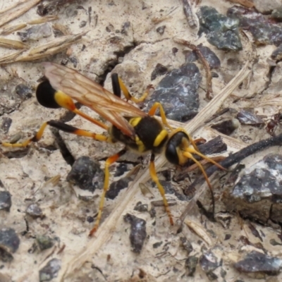 Sceliphron laetum (Common mud dauber wasp) at Fyshwick, ACT - 5 Feb 2021 by RodDeb