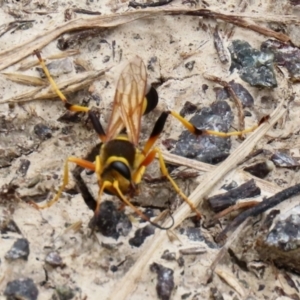 Sceliphron laetum at Fyshwick, ACT - 5 Feb 2021