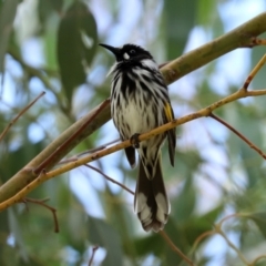 Phylidonyris novaehollandiae at Fyshwick, ACT - 5 Feb 2021