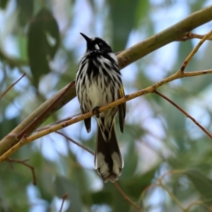 Phylidonyris novaehollandiae at Fyshwick, ACT - 5 Feb 2021 12:42 PM