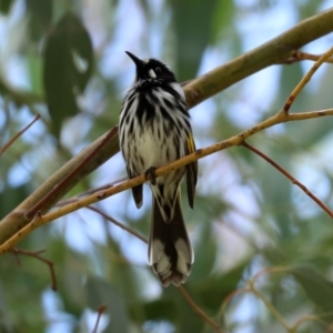 Phylidonyris novaehollandiae at Fyshwick, ACT - 5 Feb 2021 12:42 PM