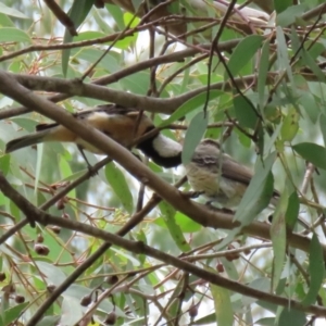 Pachycephala rufiventris at Fyshwick, ACT - 5 Feb 2021