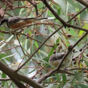 Pachycephala rufiventris at Fyshwick, ACT - 5 Feb 2021