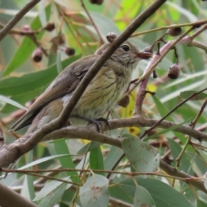 Pachycephala rufiventris at Fyshwick, ACT - 5 Feb 2021