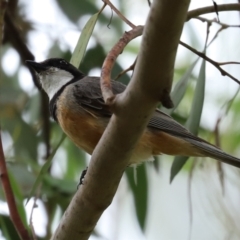 Pachycephala rufiventris at Fyshwick, ACT - 5 Feb 2021