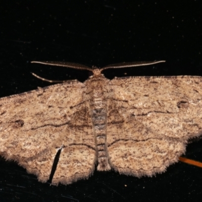 Ectropis excursaria (Common Bark Moth) at Melba, ACT - 31 Jan 2021 by kasiaaus