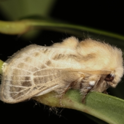 Doratifera pinguis (Pale Cup Moth) at Melba, ACT - 31 Jan 2021 by kasiaaus