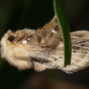 Doratifera pinguis at Melba, ACT - 31 Jan 2021