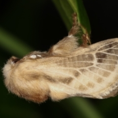 Doratifera pinguis at Melba, ACT - 31 Jan 2021 12:06 AM