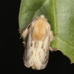 Doratifera pinguis at Melba, ACT - 31 Jan 2021