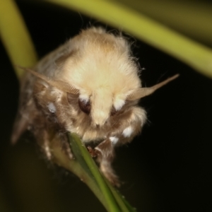 Doratifera pinguis at Melba, ACT - 31 Jan 2021