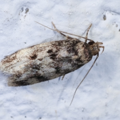 Barea (genus) (A concealer moth) at Melba, ACT - 31 Jan 2021 by kasiaaus