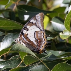 Charaxes sempronius (Tailed Emperor) at Uriarra Village, ACT - 6 Feb 2021 by rawshorty