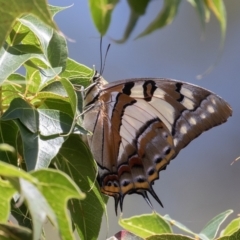 Charaxes sempronius at Uriarra Village, ACT - 6 Feb 2021 12:51 PM