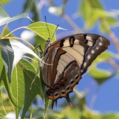 Charaxes sempronius at Uriarra Village, ACT - 6 Feb 2021 12:51 PM