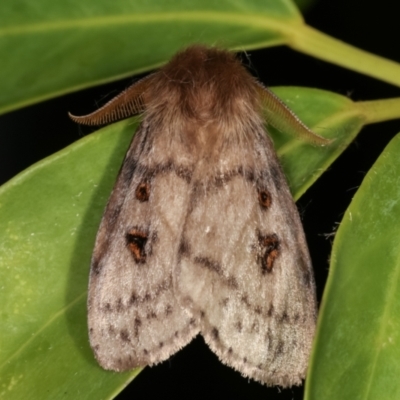 Leptocneria reducta (White Cedar Moth) at Melba, ACT - 31 Jan 2021 by kasiaaus