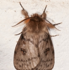 Leptocneria reducta at Melba, ACT - 31 Jan 2021