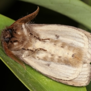 Leptocneria reducta at Melba, ACT - 31 Jan 2021