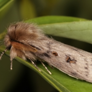 Leptocneria reducta at Melba, ACT - 31 Jan 2021