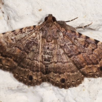 Diatenes aglossoides (An Erebid Moth) at Melba, ACT - 30 Jan 2021 by kasiaaus