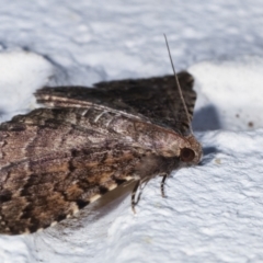 Diatenes aglossoides at Melba, ACT - 31 Jan 2021