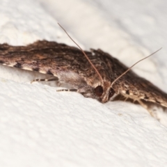 Diatenes aglossoides at Melba, ACT - 31 Jan 2021