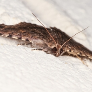 Diatenes aglossoides at Melba, ACT - 31 Jan 2021