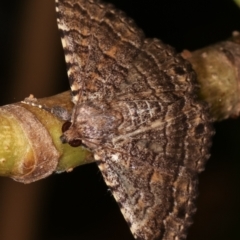 Diatenes aglossoides at Melba, ACT - 31 Jan 2021