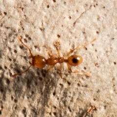 Pheidole sp. (genus) (Seed-harvesting ant) at Bruce, ACT - 3 Feb 2021 by Roger