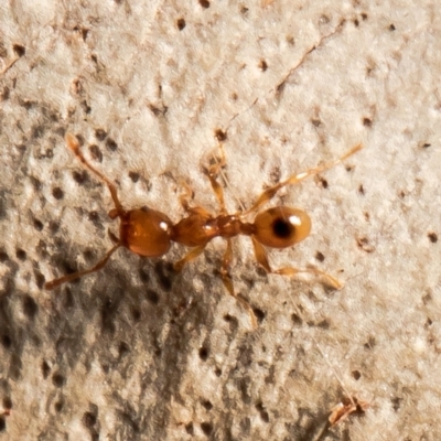 Pheidole sp. (genus) (Seed-harvesting ant) at Bruce, ACT - 3 Feb 2021 by Roger